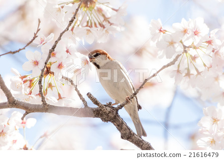 新的男性 21616479