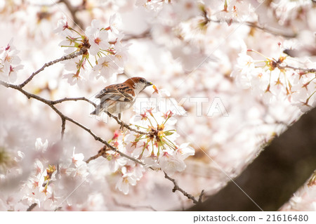 新的男性 21616480