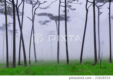 pine forest with mist 21616553