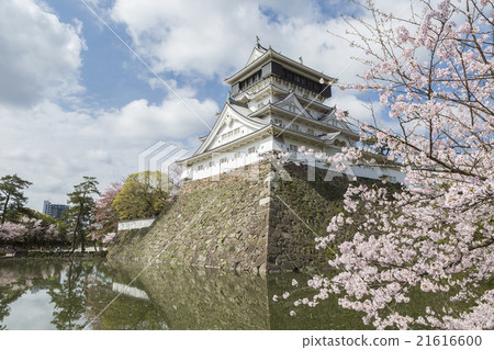 Ogura castle and cherry blossoms 21616600
