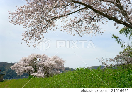 Look up at the river walking path / fresh green and cherry blossoms in full bloom 21616685