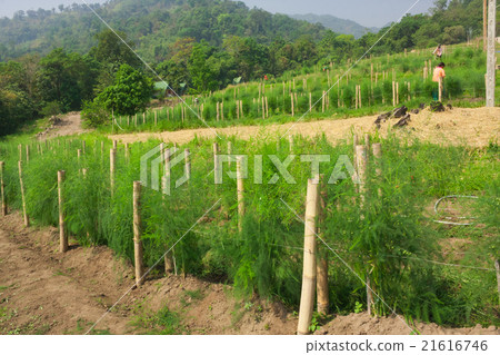 fresh green asparagus shoot growing in the garden fresh green asparagus shoot growing in the garden 21616746
