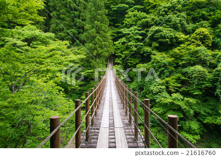 Fresh green cedar tree suspension bridge 21616760