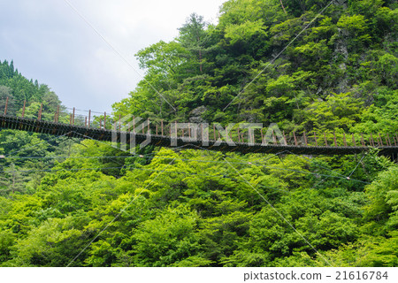 新鮮的綠色雪松吊橋 21616784