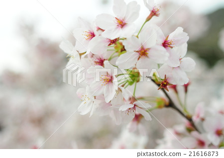 Cherry Blossom	 21616873