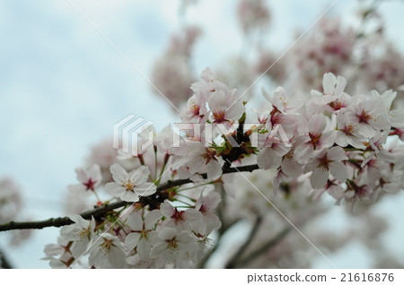 Sky over cherry blossoms 21616876