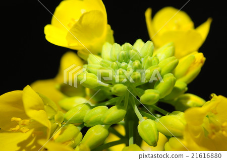 強姦開花 強姦開花 21616880