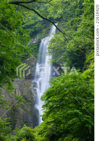 Earbon Falls of early summer 21616920