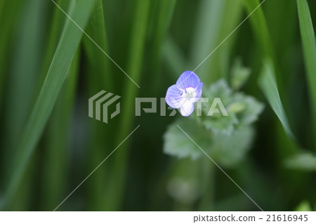 波斯Speedwell 波斯Speedwell 21616945