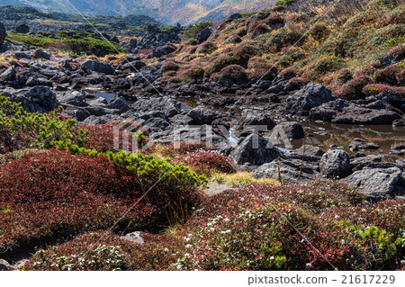 Tomurashi山的日本庭園8月9日。 21617229