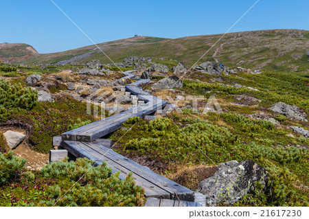 樹路和市政植物在日本庭院裡。九月。 21617230