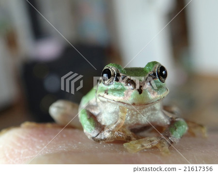 逗人喜愛的青蛙日本青蛙青蛙青蛙在北海道 21617356