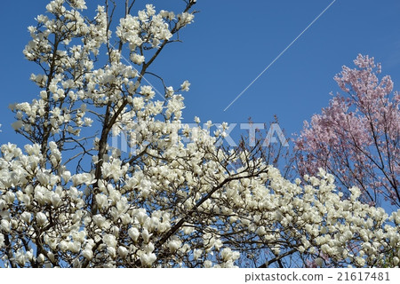 Hakkkuren和Toukai Zakura Hakkkuren和Toukai Zakura 21617481