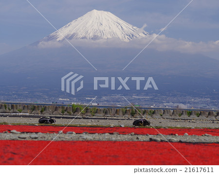 Sakura and Mt. Fuji 21617611