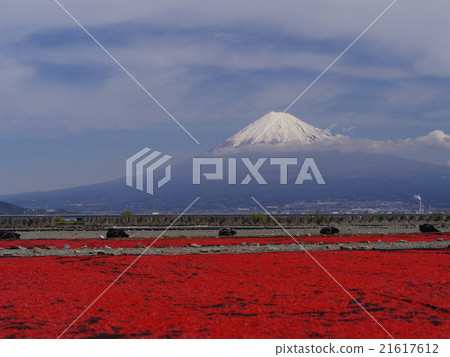 Sakura and Mt. Fuji 21617612