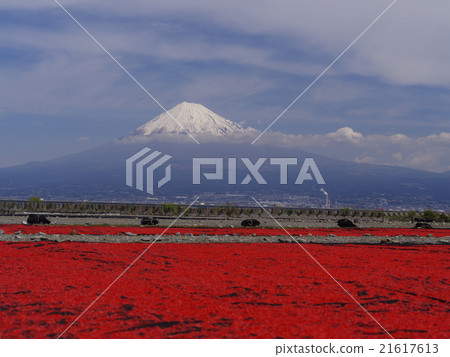 櫻花和富士山 21617613