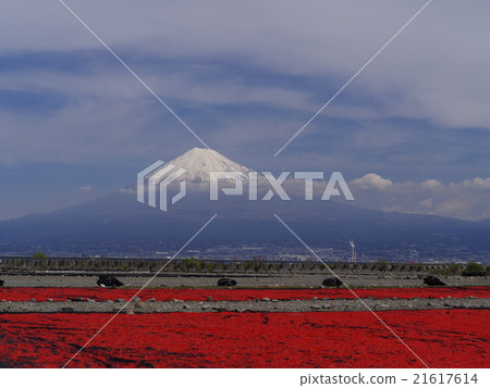 Sakura and Mt. Fuji 21617614