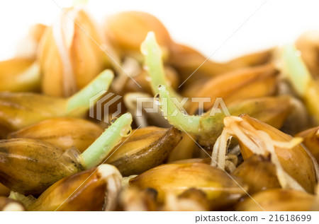 organic barley sprouts background 21618699