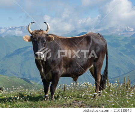 brown bull on meadow 21618943