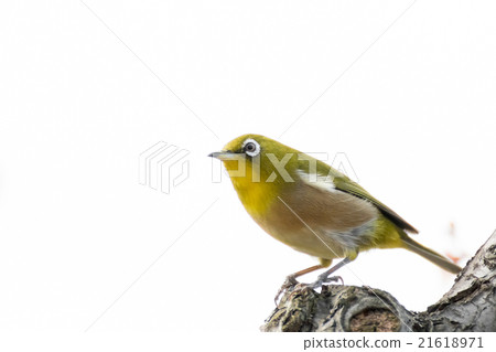 Mejiro on white plum Mejiro on white plum 21618971