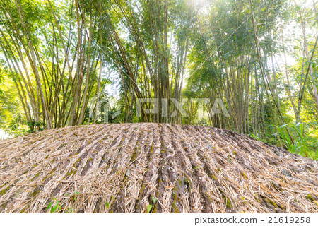 Bamboo grove in backlight 21619258