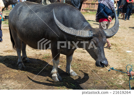 Buffalo market in Rantepao 21619264