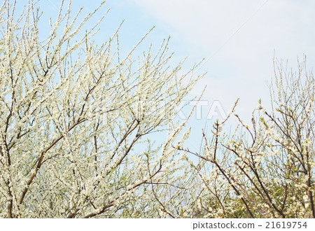 Flowers in full bloom 21619754