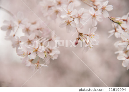 Beginning cherry blossoms at Rokugien, up Beginning cherry blossoms at Rokugien, up 21619994