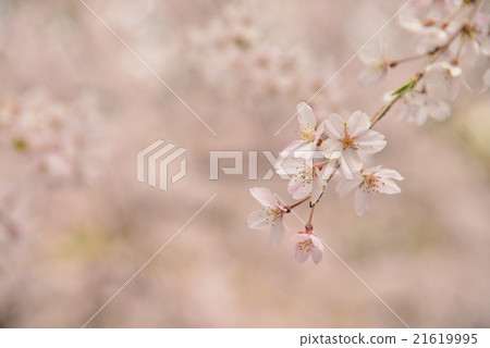 Beginning cherry blossoms at Rokugien, up Beginning cherry blossoms at Rokugien, up 21619995