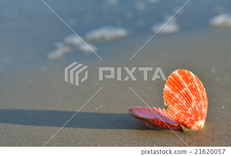 Shell on a sandy beach Shell on a sandy beach 21620057