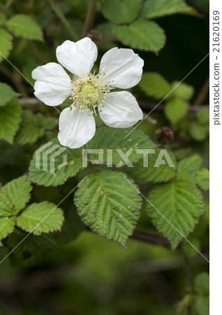 Raspberry Raspberry 21620169