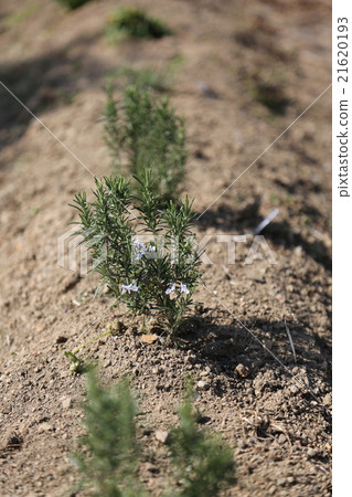 Rosemary Rosemary 21620193