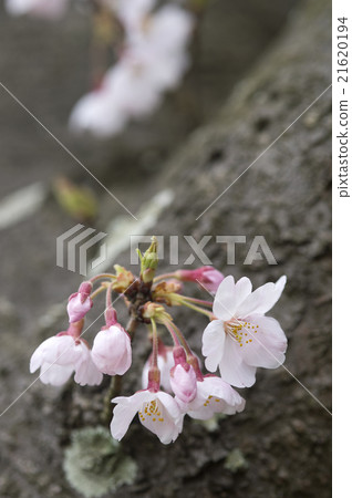 櫻花 櫻花 21620194