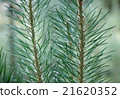 Pine needles 21620352
