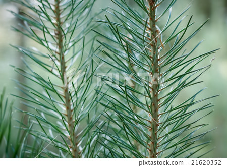 Pine needles Pine needles 21620352