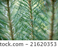 Pine needles 21620353