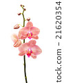 Orchid flowers isolated on white background 21620354