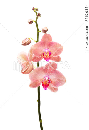Orchid flowers isolated on white background 21620354