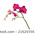 Orchid flowers isolated on white background 21620356