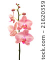 Orchid flowers isolated on white background 21620359