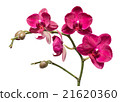 Orchid flowers isolated on white background 21620360