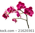 Orchid flowers isolated on white background 21620361