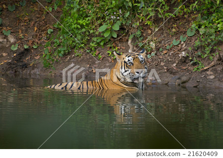 Tiger in a Pond 21620409