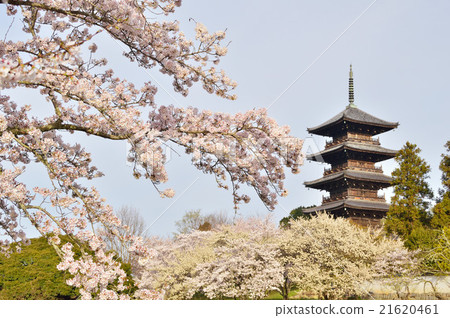 國分寺的Bokanaka櫻花 21620461