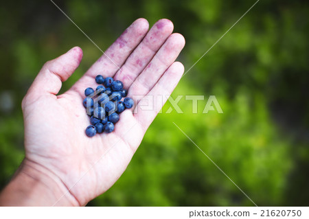 Bilberries in man's hand Bilberries in man's hand 21620750