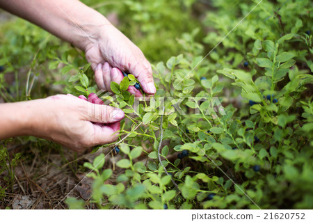 Woman picking berries in forest Woman picking berries in forest 21620752