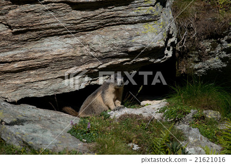 Alpine marmot 21621016