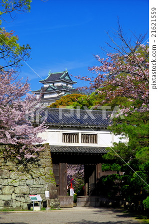 和歌山城堡塔donkei手錶從盛開的櫻花盛開的岡口門 和歌山城堡塔donkei手錶從盛開的櫻花盛開的岡口門 21621559
