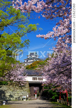Wakayama castle tower donkei watch from cherry blossom blooming Okaguchi gate in full bloom 21621560