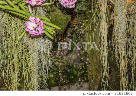 scenic orchids plantation on dead tree root 21621602